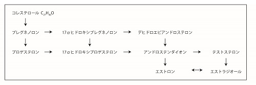 減量、エストロゲン、男性ホルモン、甲状腺、体質改善