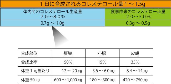 減量、エストロゲン、男性ホルモン、甲状腺、体質改善